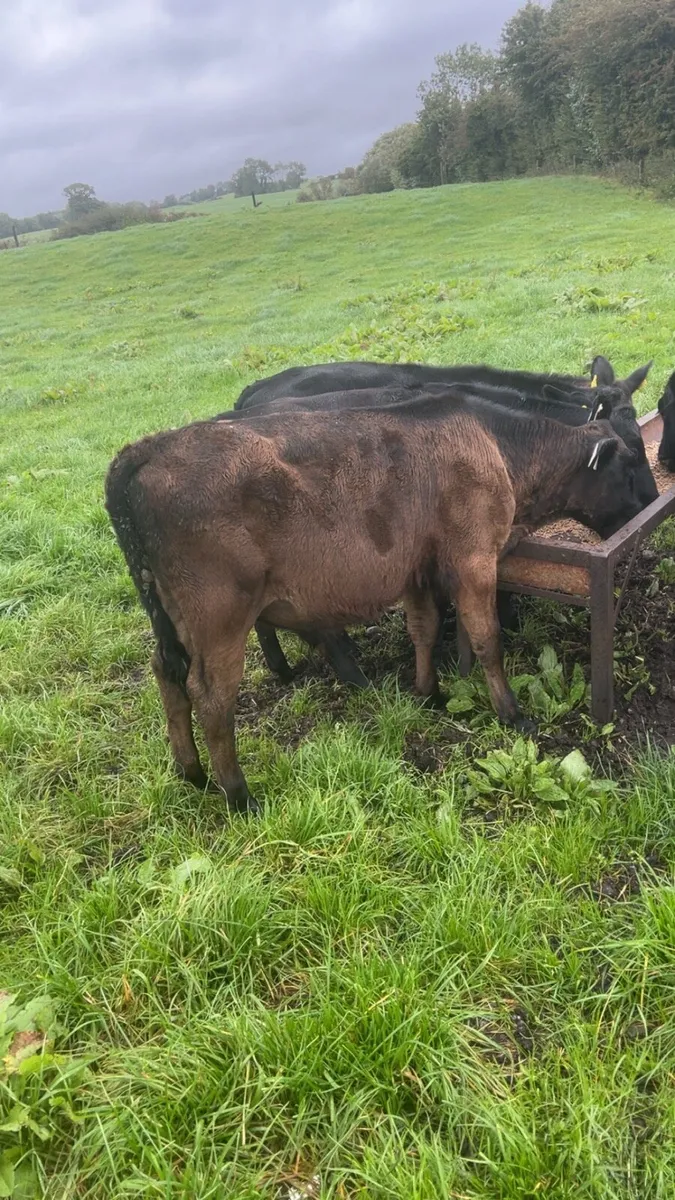 Angus weanling bulls - Image 3