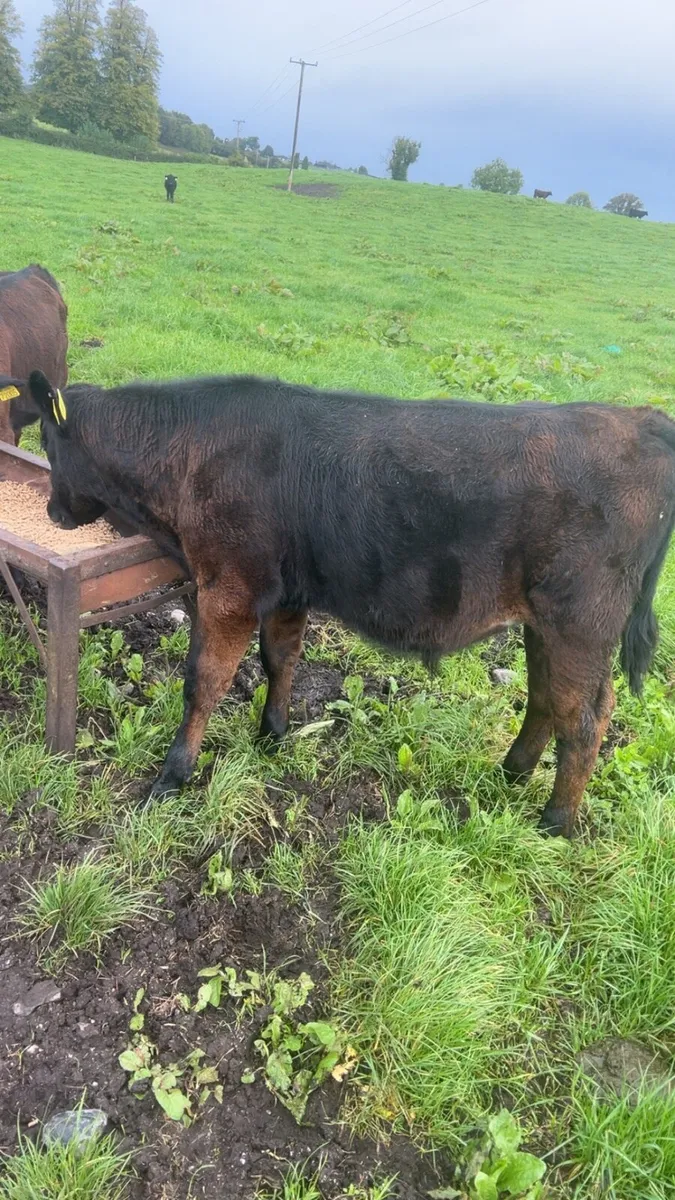 Angus weanling bulls - Image 4