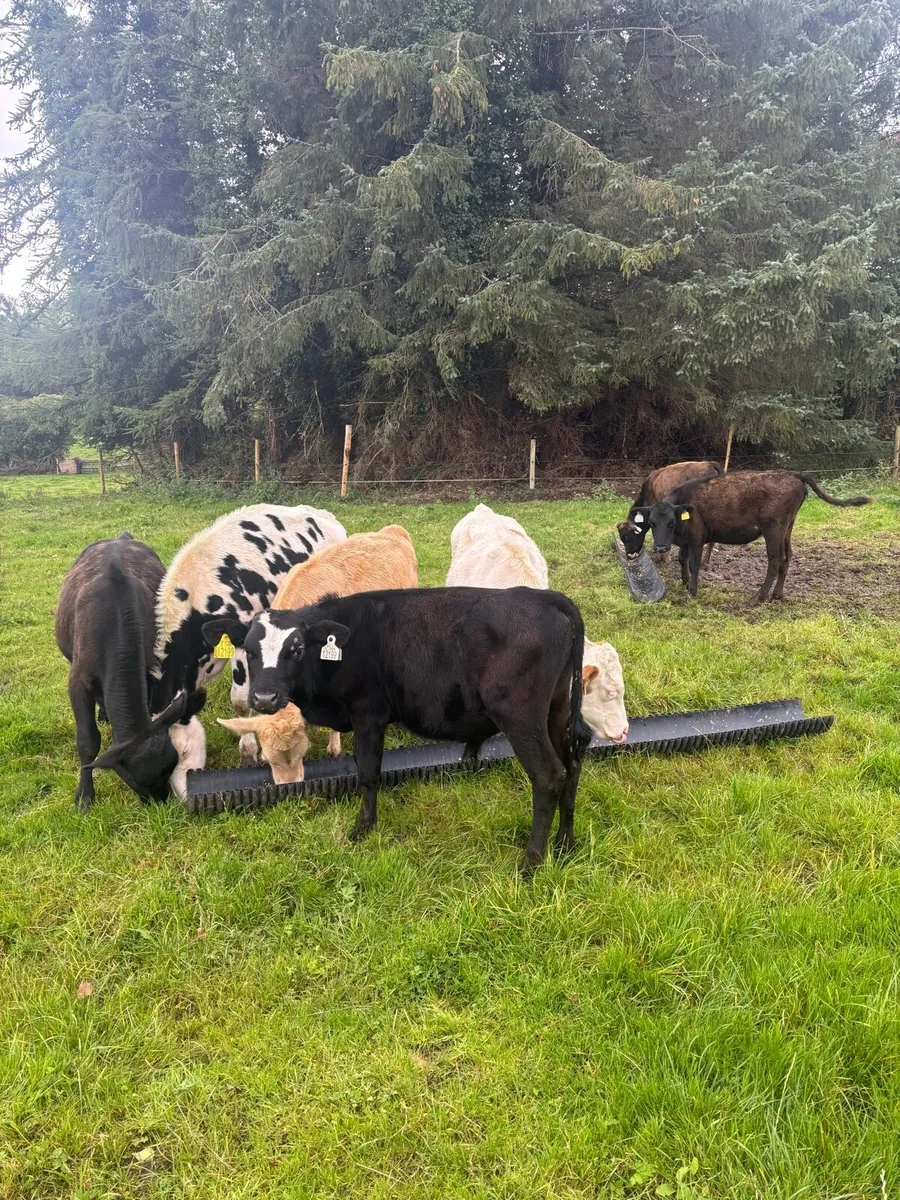8 runners bulls and heifers - Image 1