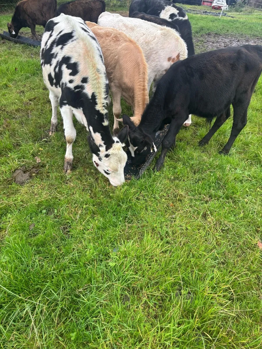 8 runners bulls and heifers - Image 2
