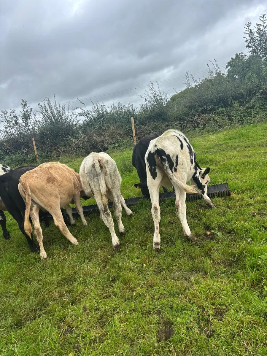 8 runners bulls and heifers - Image 3