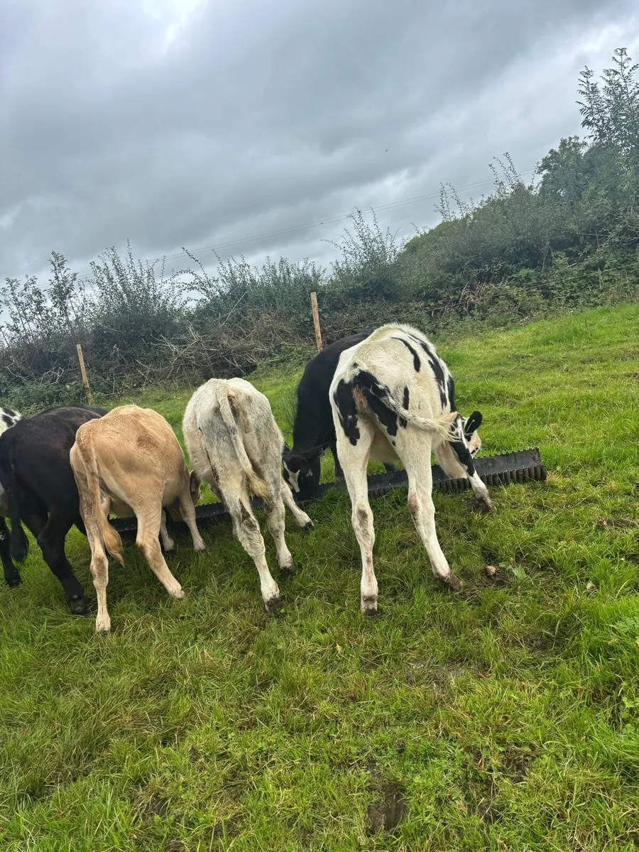8 runners bulls and heifers - Image 4