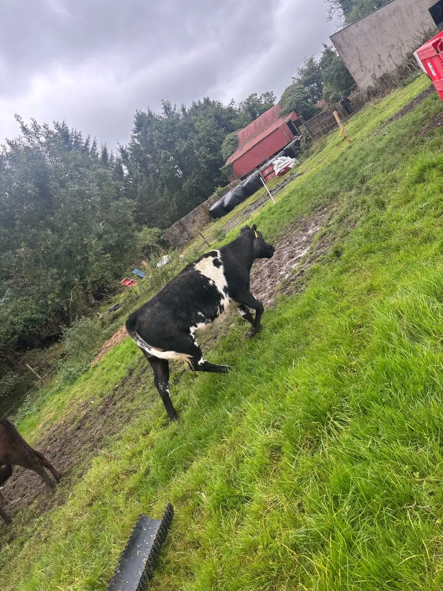 4 heifers - Image 1