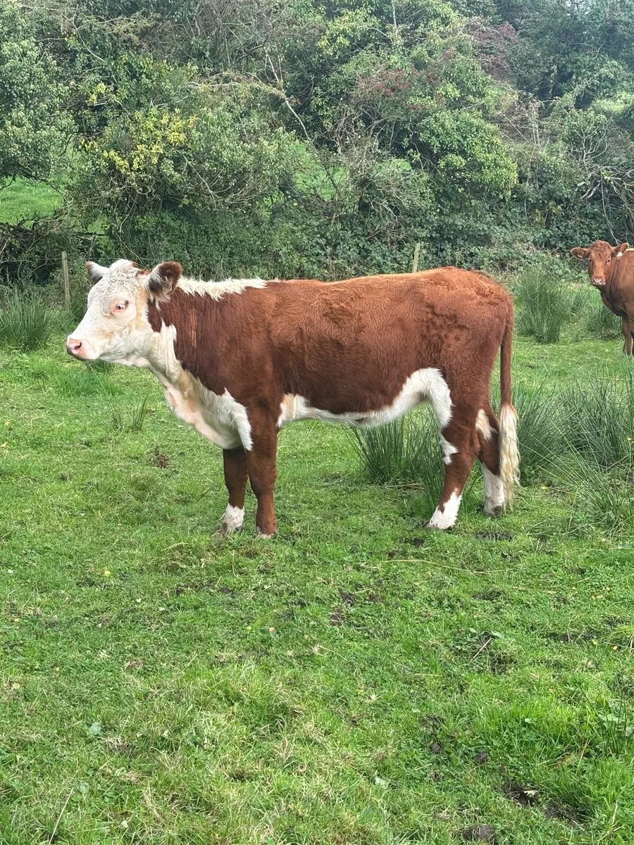4 heifers - Image 3