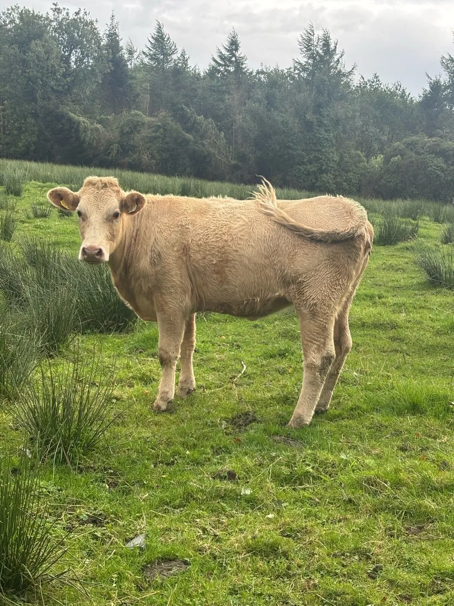 4 heifers - Image 4