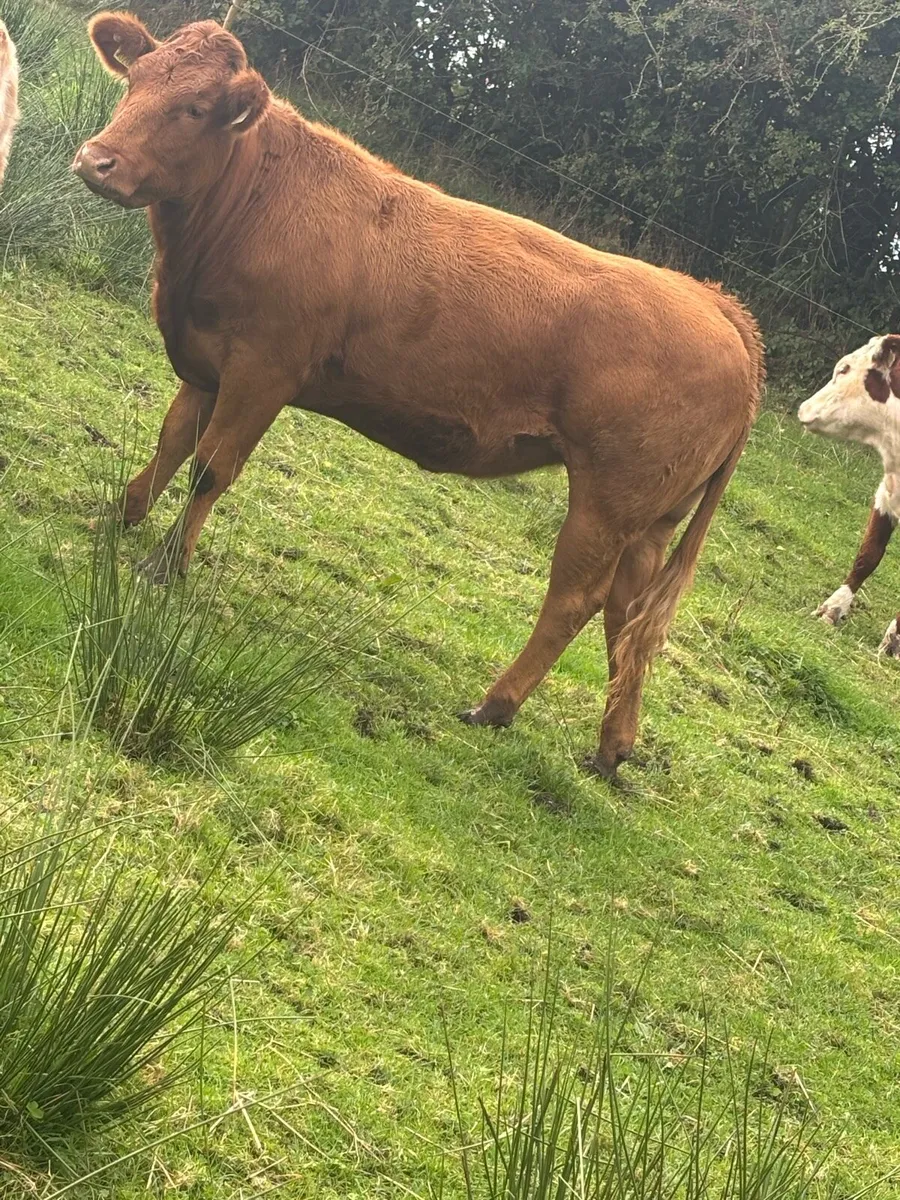 4 heifers - Image 3