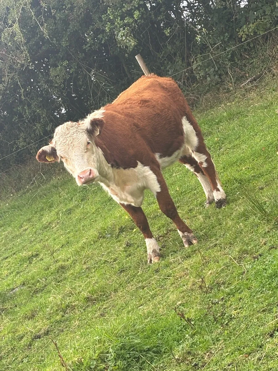 4 heifers - Image 4