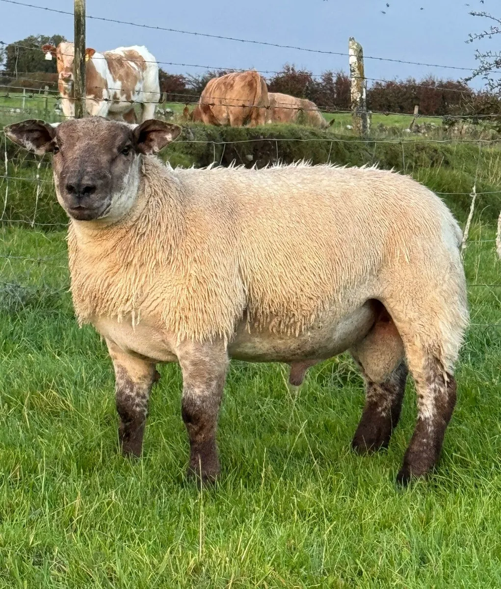 Super hybrid ram - Image 1