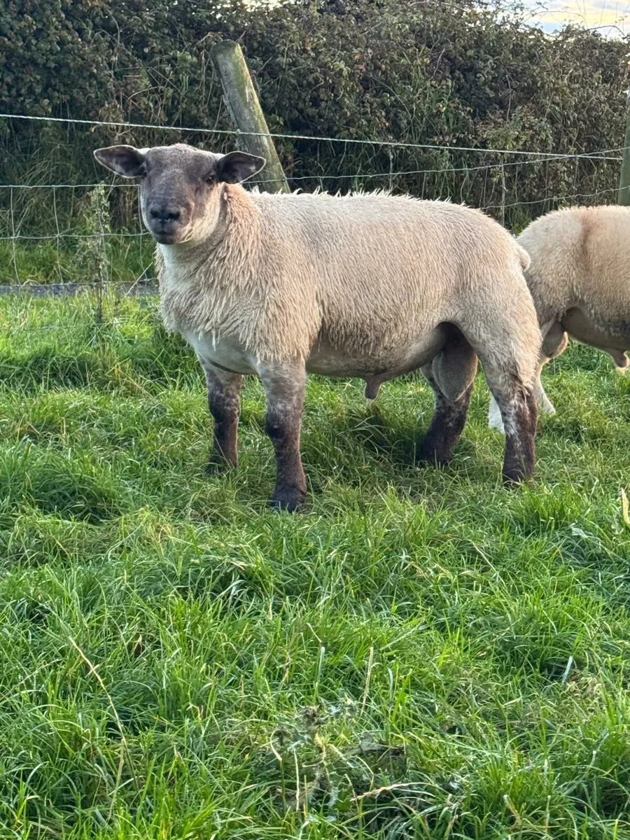 Super hybrid ram - Image 2