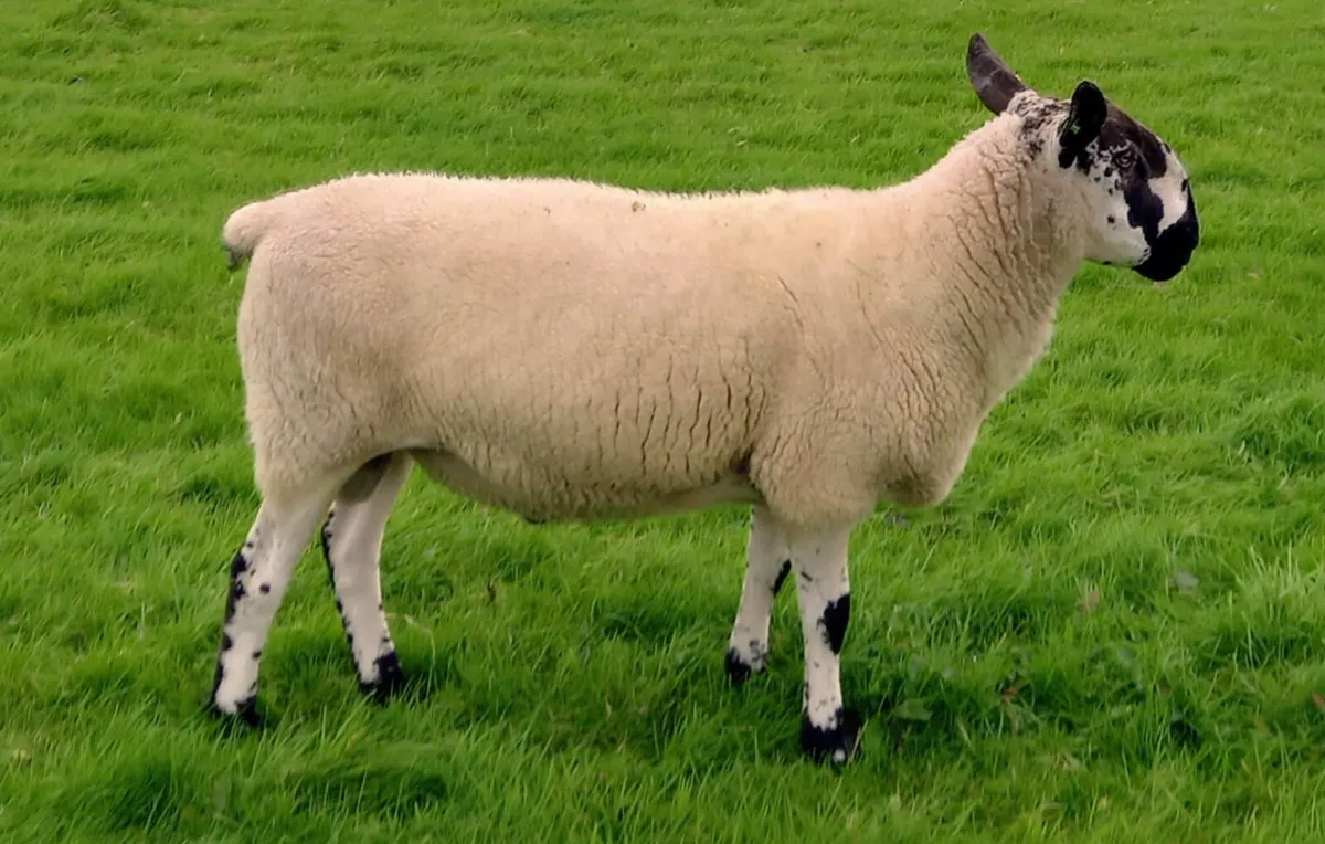 ✅️2 yr old Milford Ram - SIS Approved✅️ - Image 1