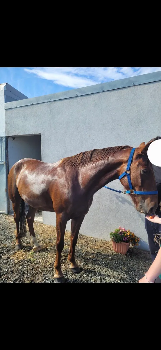 Pony - Image 1