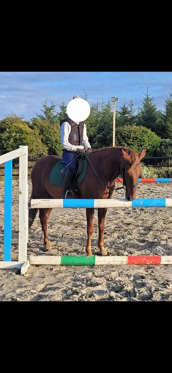 Pony - Image 4