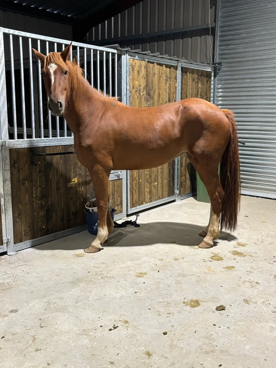 3-3 year old mares for sale - Image 1