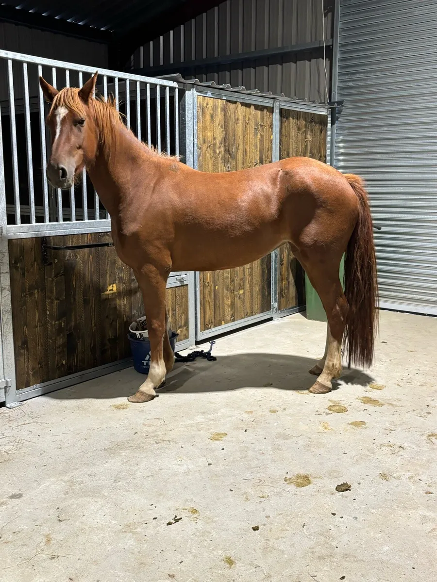 3-3 year old mares for sale - Image 2