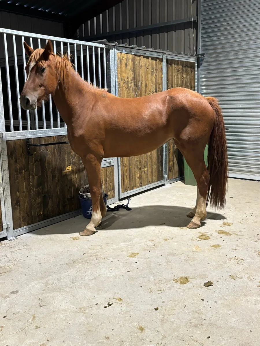 3-3 year old mares for sale - Image 3