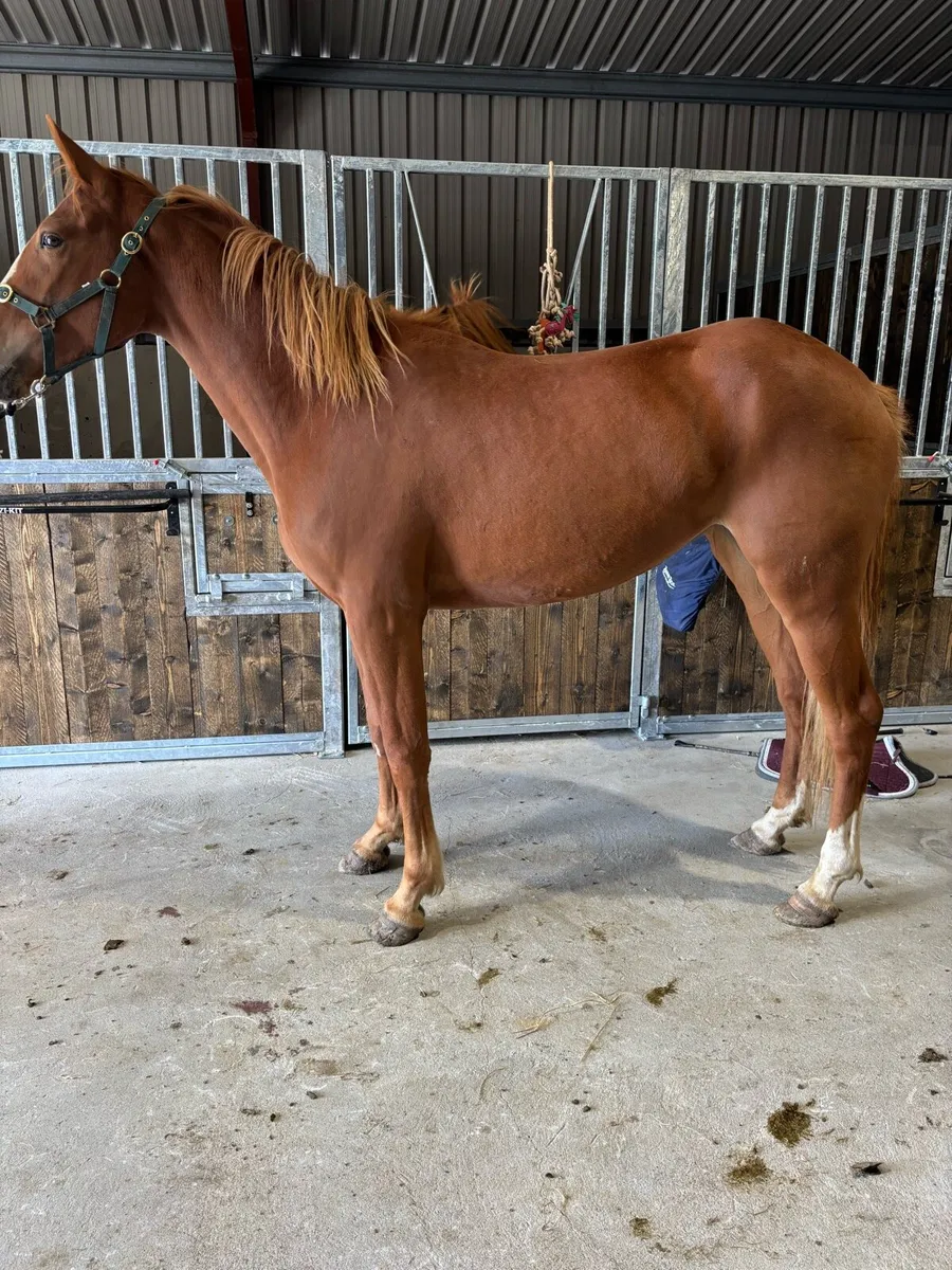 3-3 year old mares for sale - Image 4