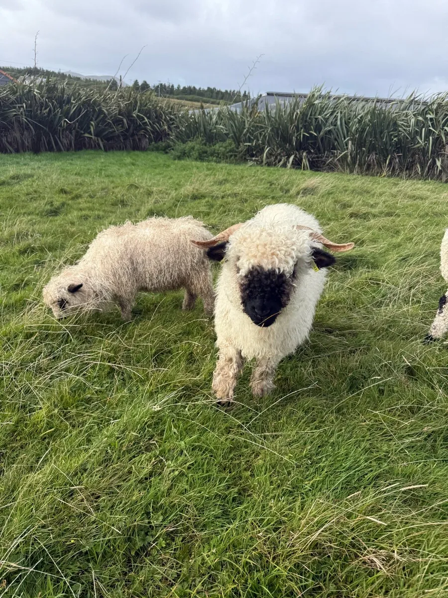 Valais Blacknose - Image 2
