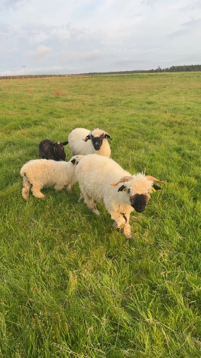 Valais Blacknose - Image 1