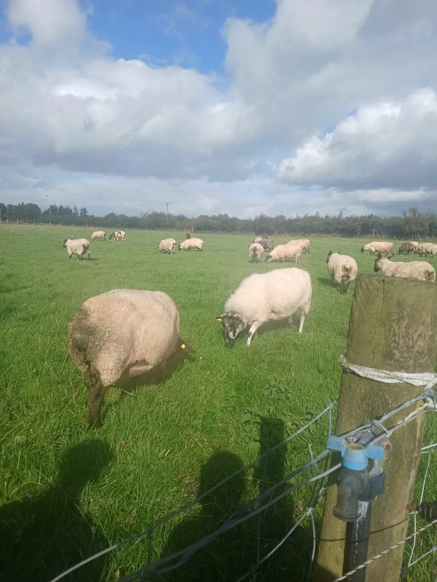 Sheep - Image 1