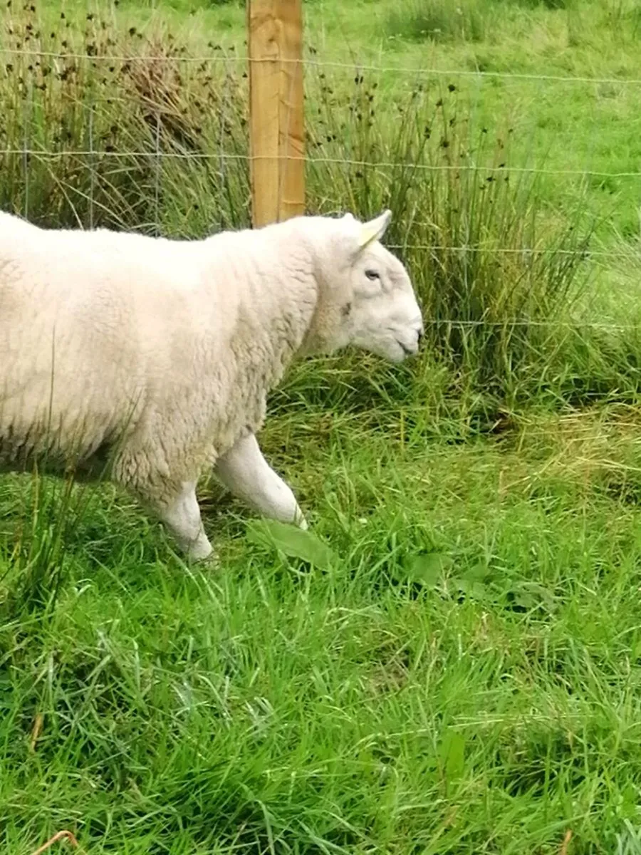 Cheviot Ram SIS Approved - Image 1