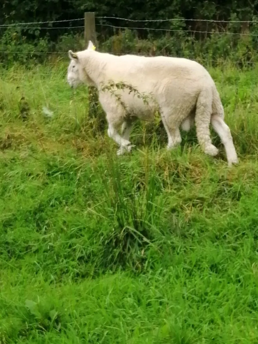 Cheviot Ram SIS Approved - Image 2