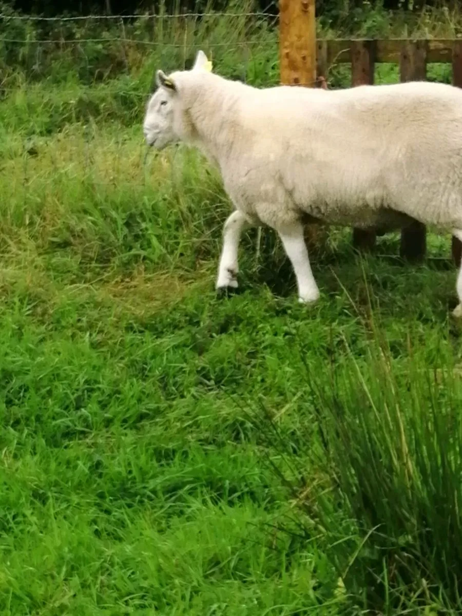 Cheviot Ram SIS Approved - Image 3