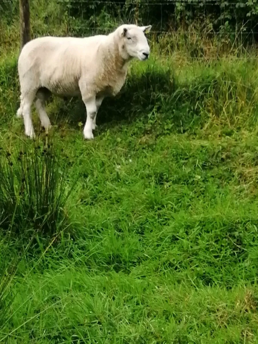 Cheviot Ram SIS Approved - Image 4