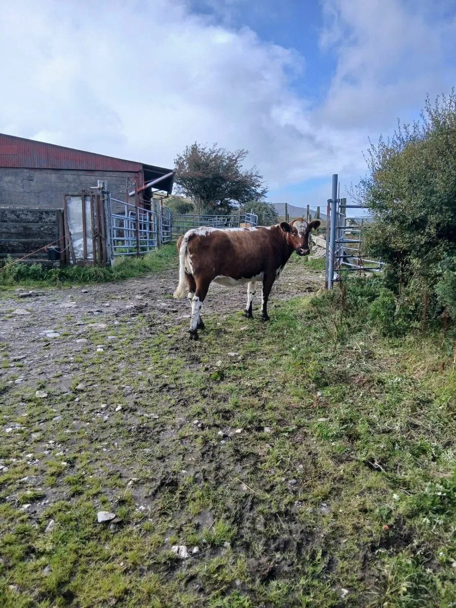 Pedigree Registered Moiled Cow