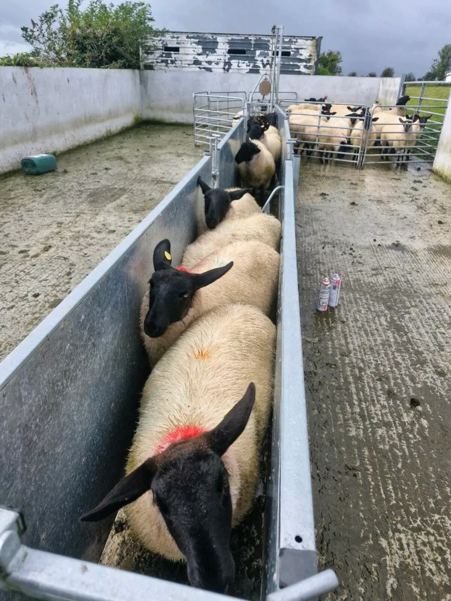 Suffolk Ewe Lambs - Image 2