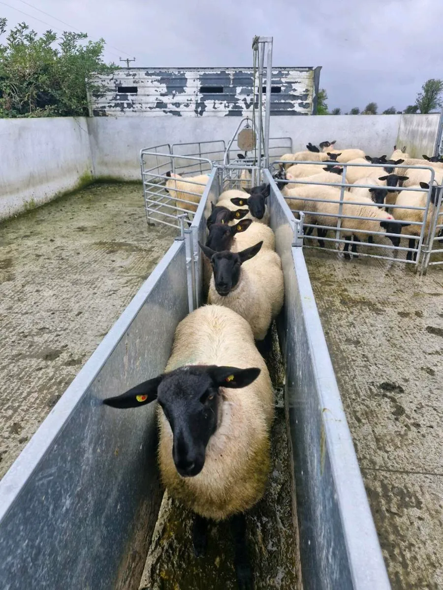 Suffolk Ewe Lambs - Image 3