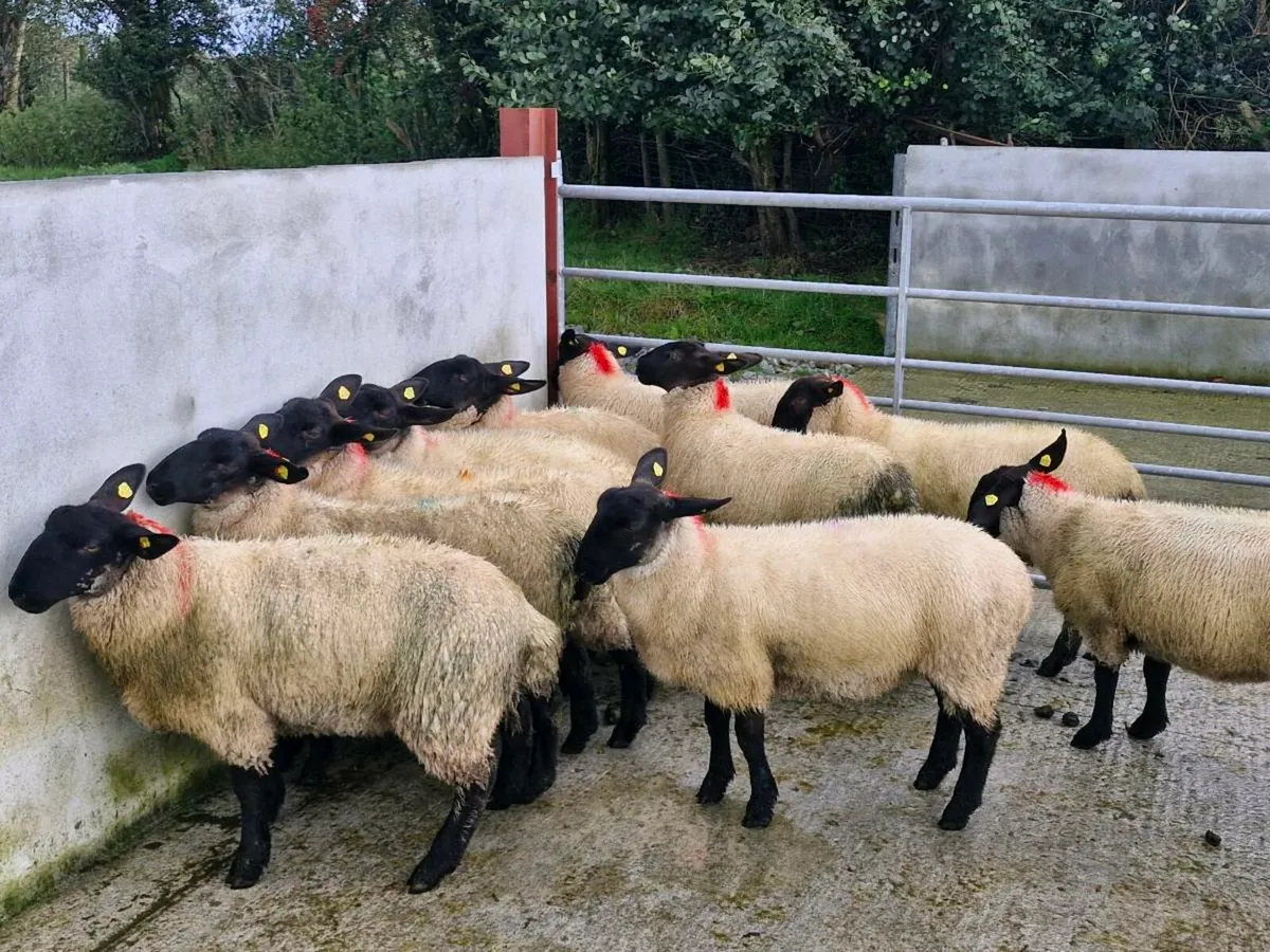 Suffolk Ewe Lambs - Image 4