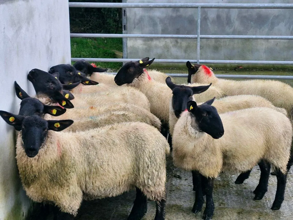 Suffolk Ewe Lambs - Image 1