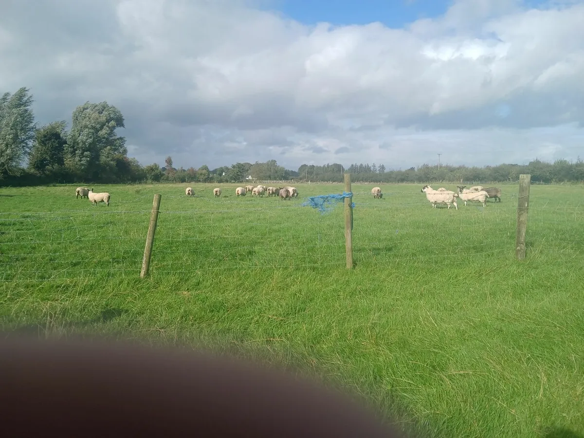 Sheep - Image 2