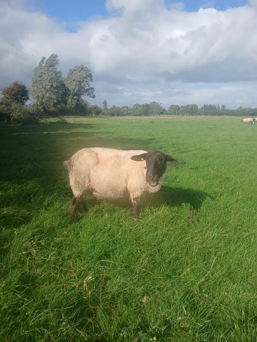 Sheep - Image 3