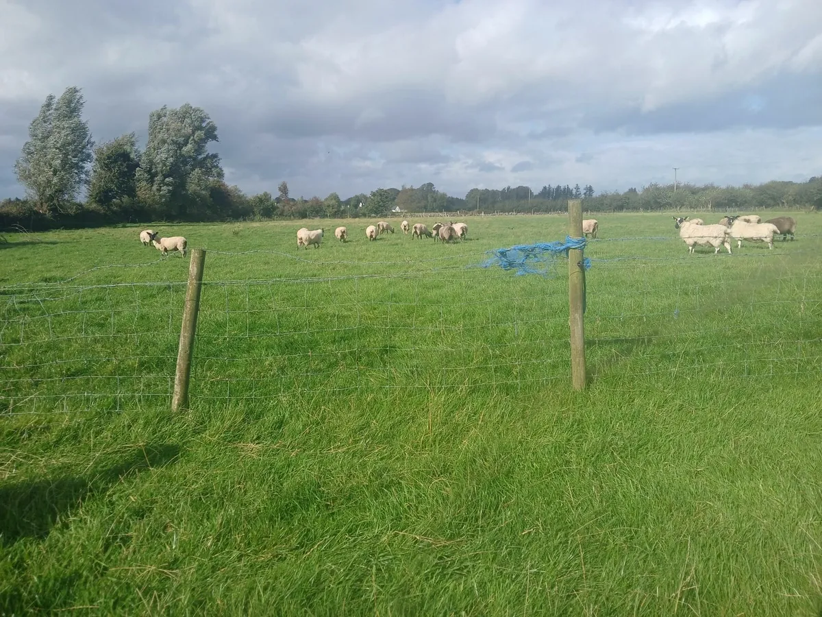 Sheep - Image 4