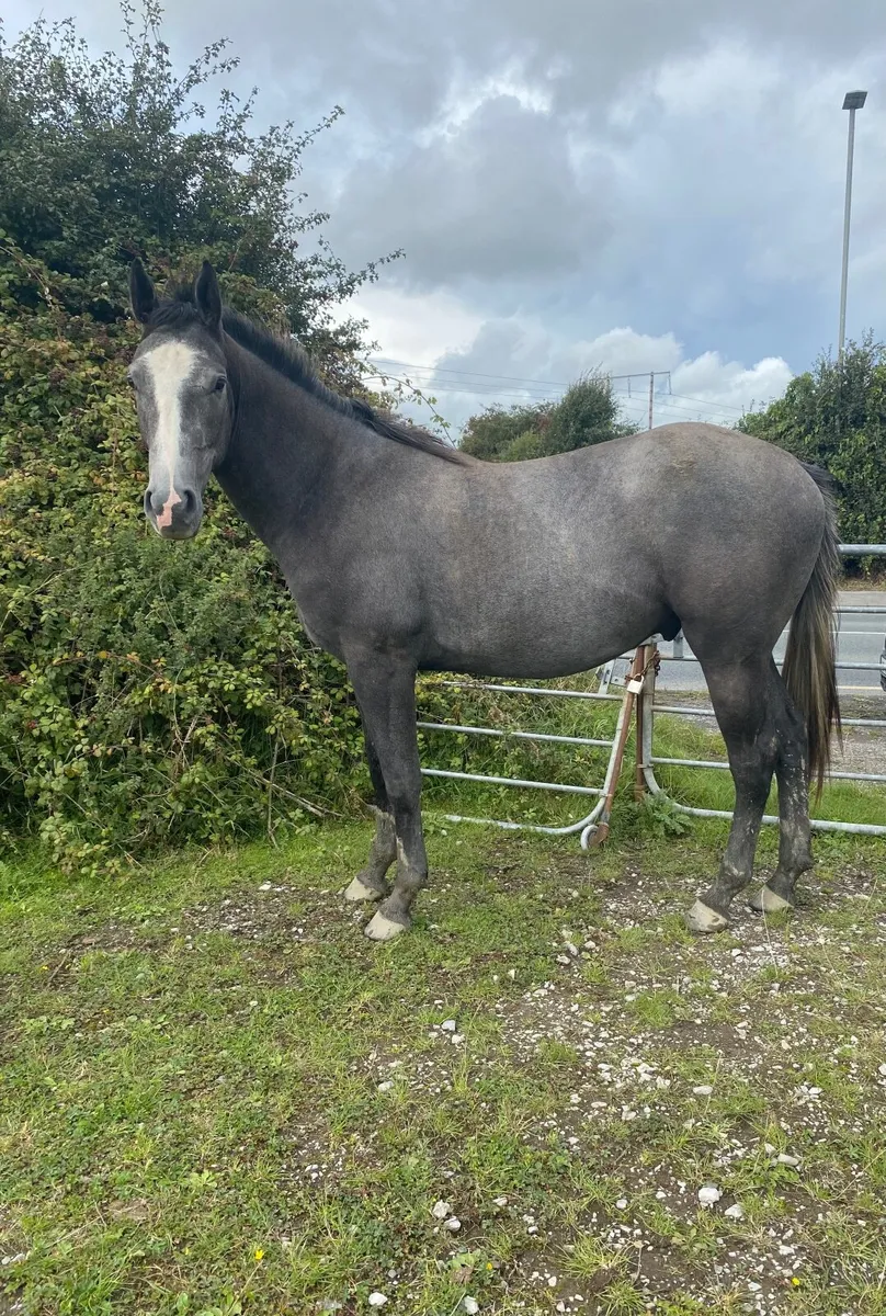 2 year old Irish Sport Horse Gelding - Image 1