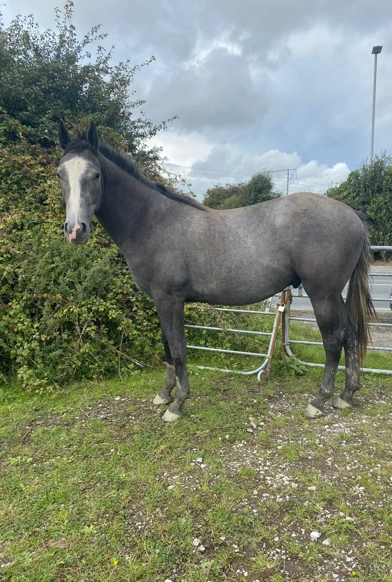 2 year old Irish Sport Horse Gelding - Image 2