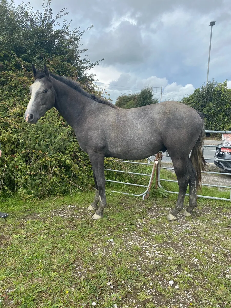 2 year old Irish Sport Horse Gelding - Image 3
