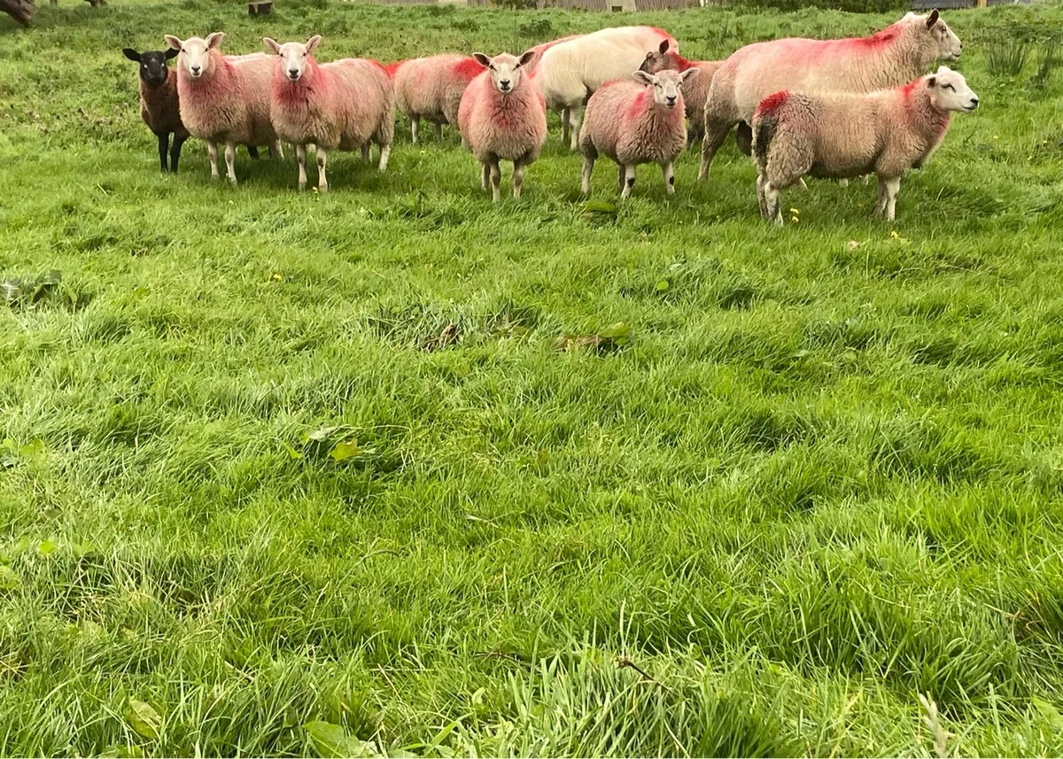 Organic ewe lambs (full symbol) - Image 1