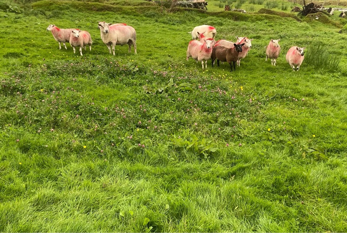 Organic ewe lambs (full symbol) - Image 2