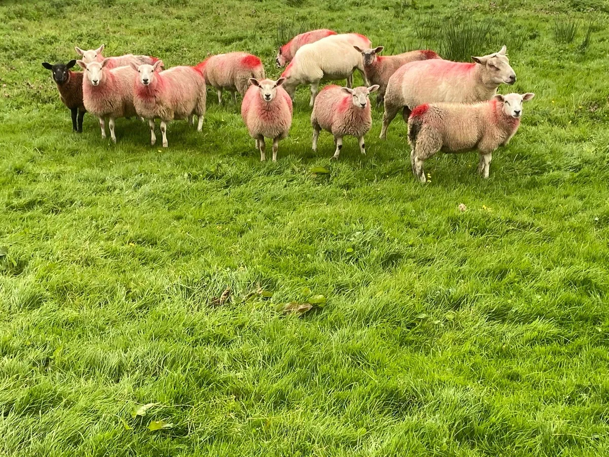 Organic ewe lambs (full symbol) - Image 3