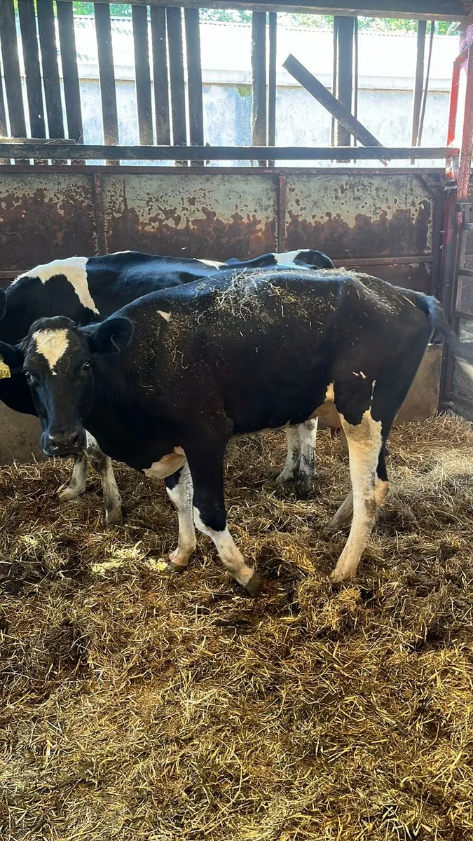Cull cows