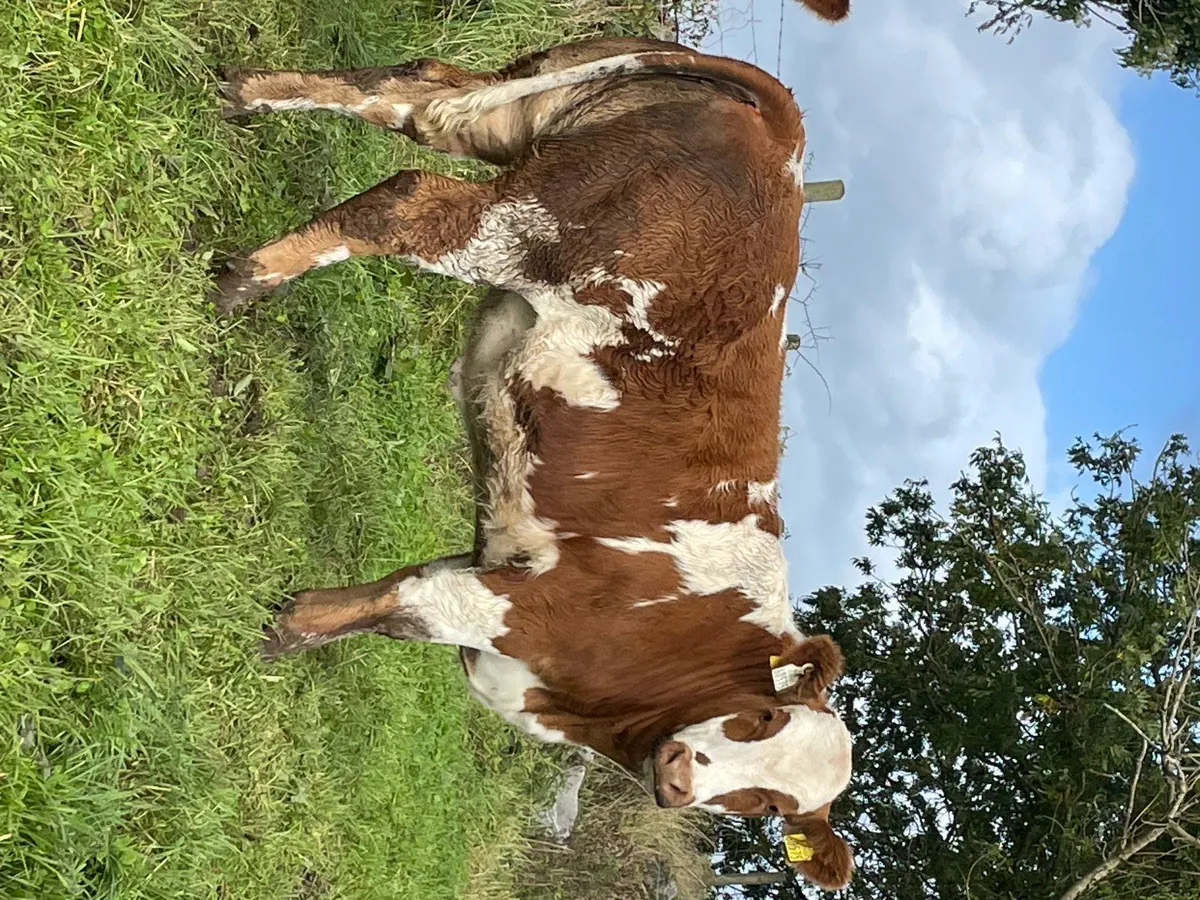 Weanling - Image 2