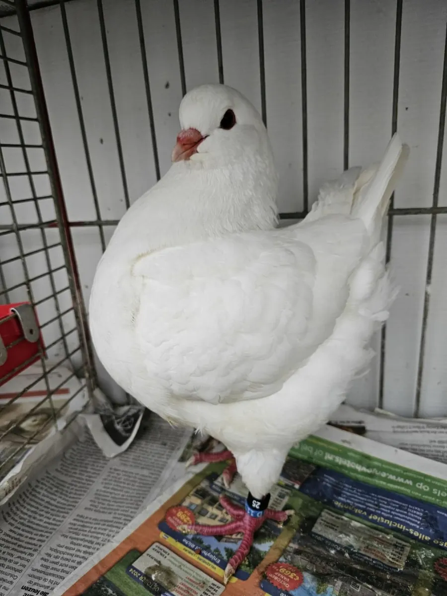 Pigeons - Image 1