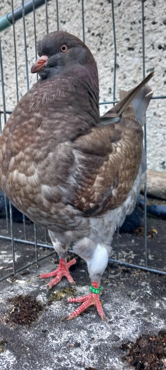 Pigeons - Image 2