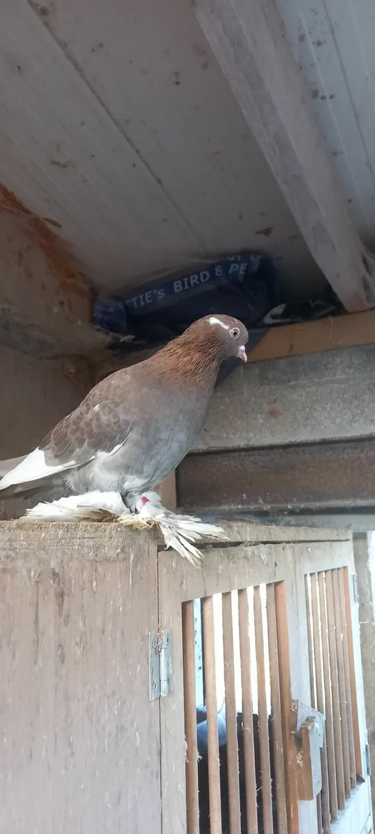 Pigeons - Image 3