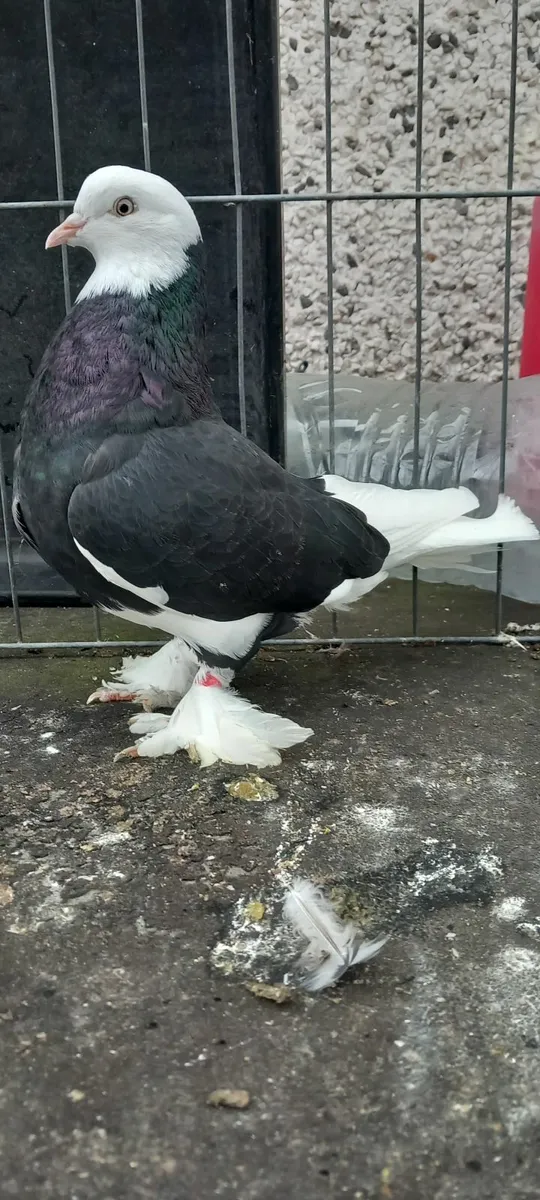 Pigeons - Image 4