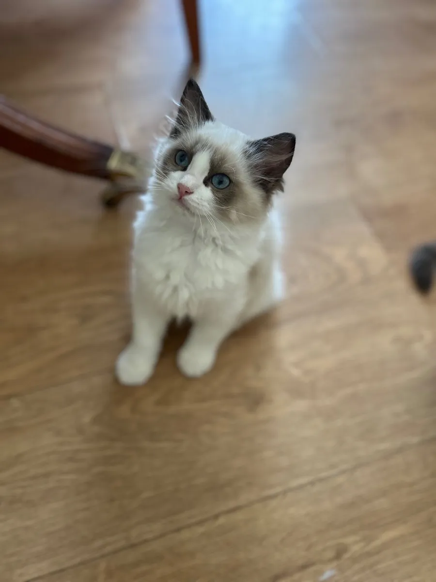 Ragdoll Cats - Image 2