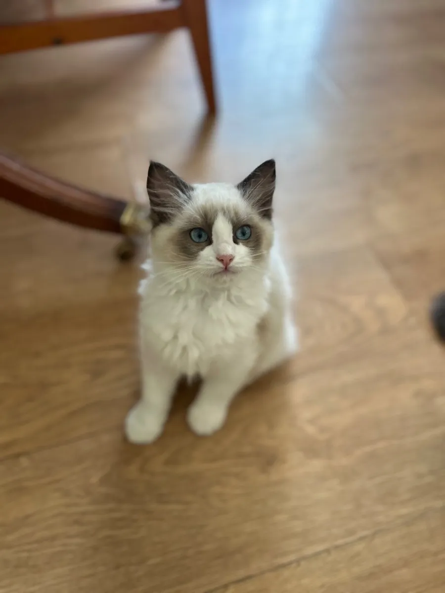 Ragdoll Cats - Image 4