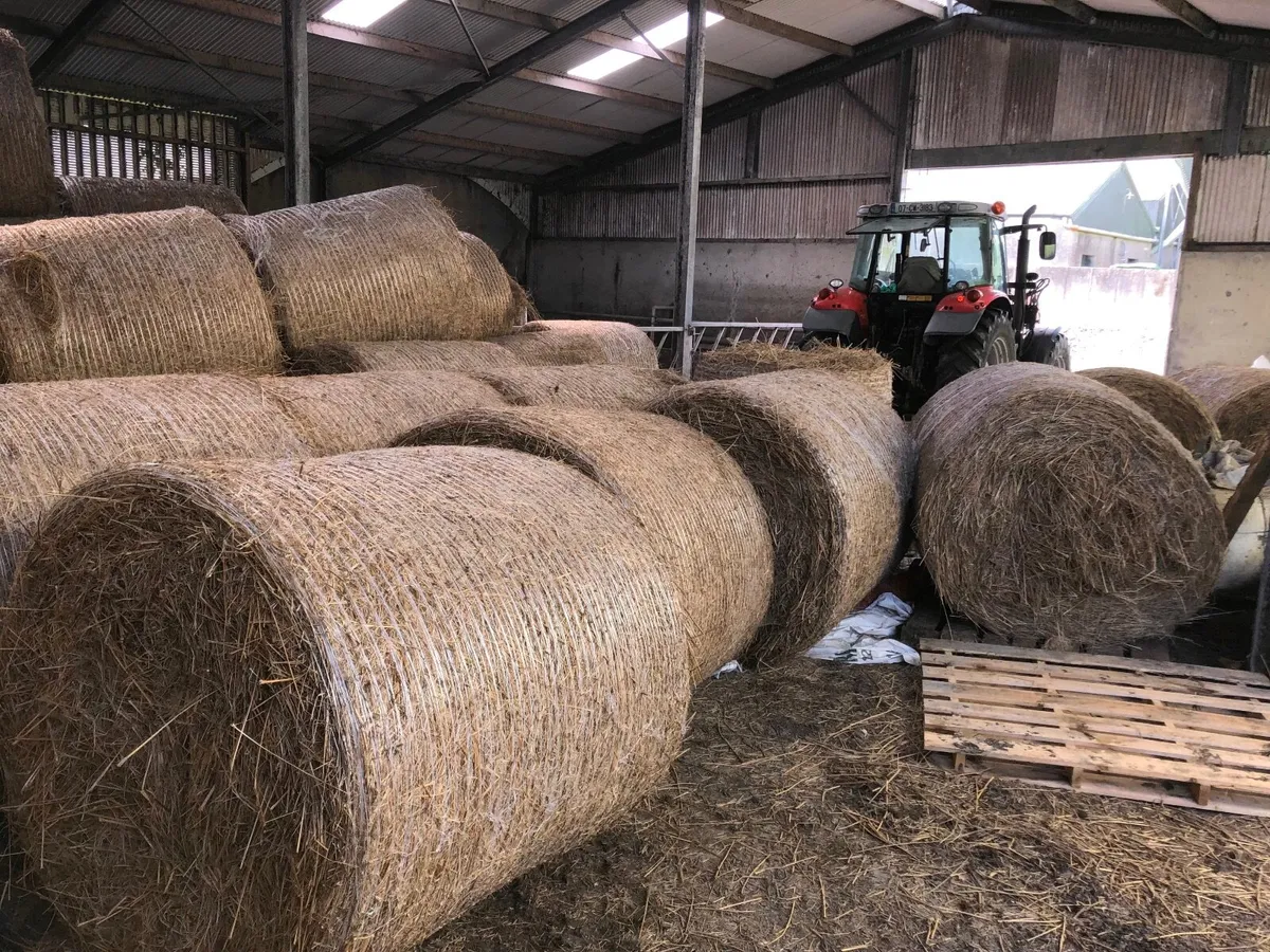 80 bales of bedding for sale - Image 1